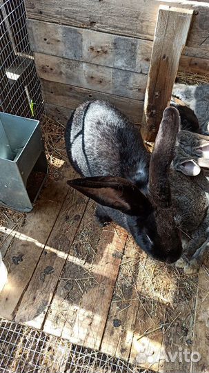 Кролик фландер и ризены цена за голову 4000т