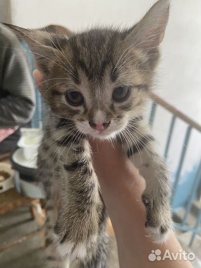 Котята в добрые руки 2 девочки