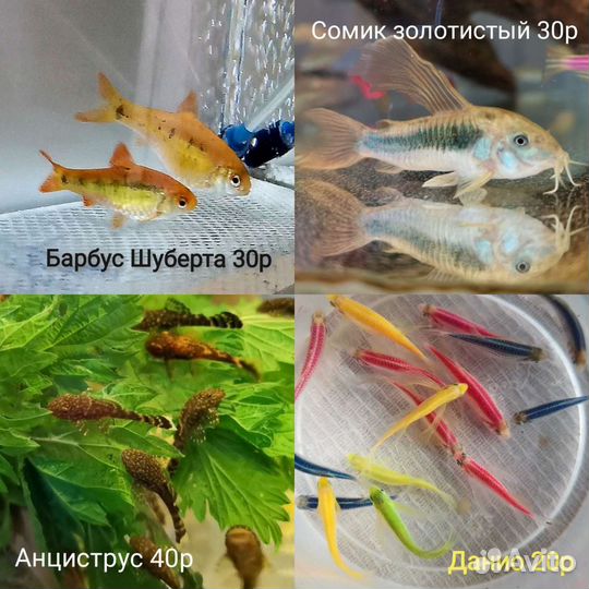 Рыбки аквариумные