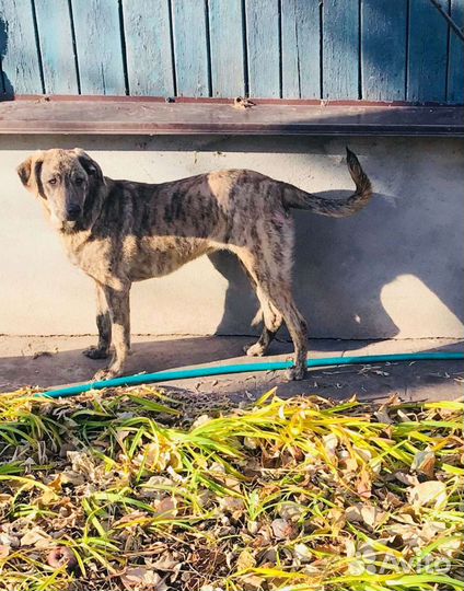 Прекрасная девочка