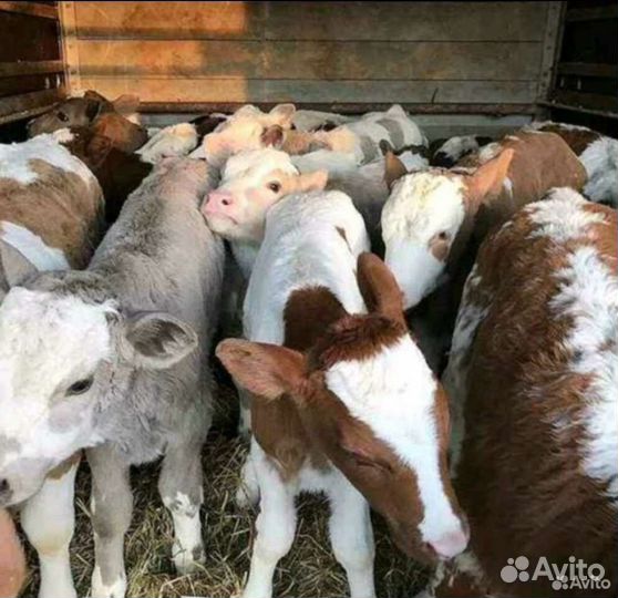 Ч Бычки сименталы холмогоры Доставка
