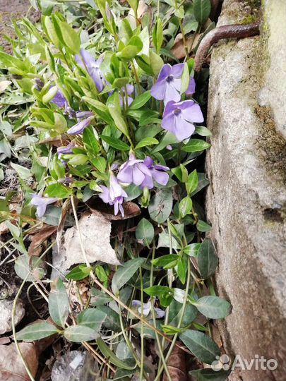 Цветы многолетники