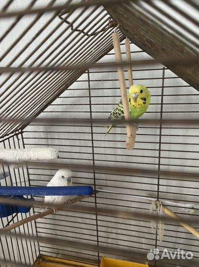 Волнистый попугай