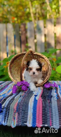 Бивер Мини Девочка