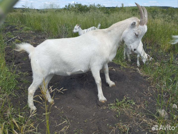 Козлик ламанча