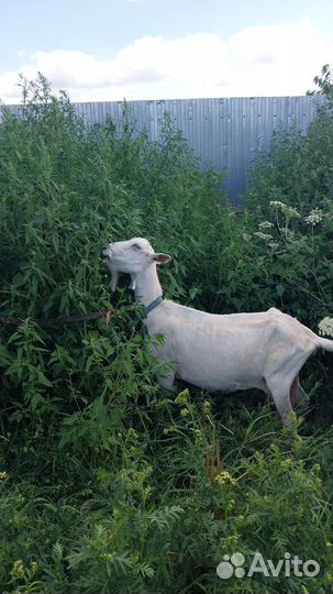 Заано-альпийка