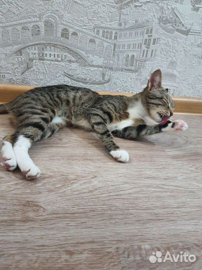 Длинноухая кошка в добрые руки