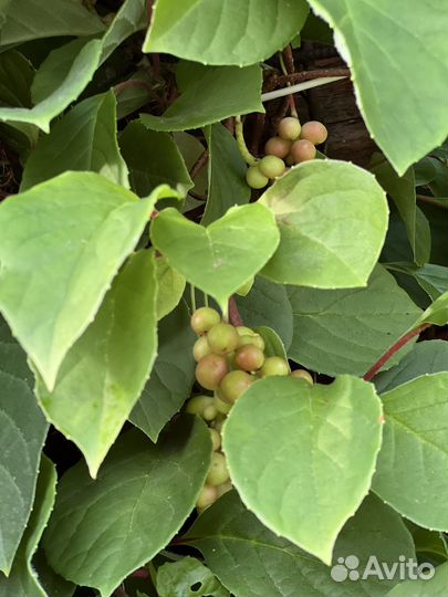 Лимонник китайский