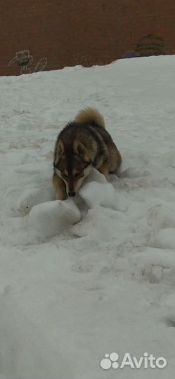 Западно сибирская лайка
