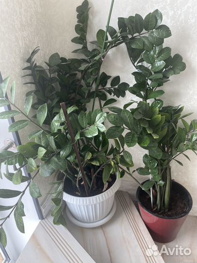 Комнатные цветы замиокулькас