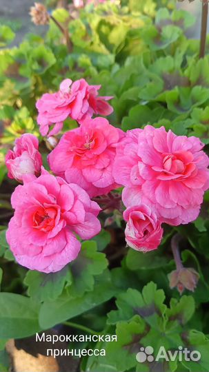 Пеларгония сортовая