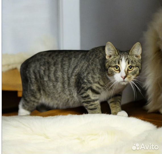 Котенок ищет семью