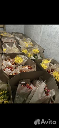 Тюльпаны предзаказ