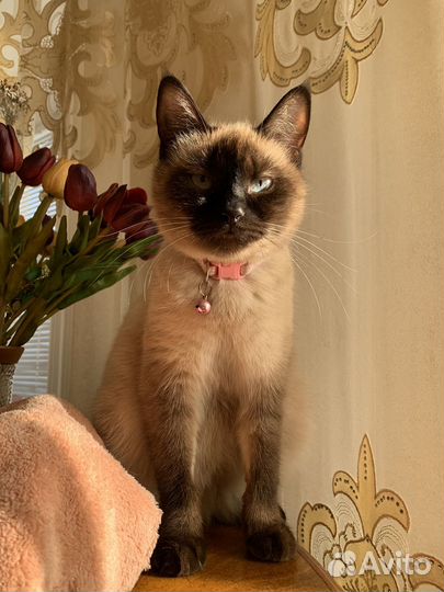 Тайская кошка
