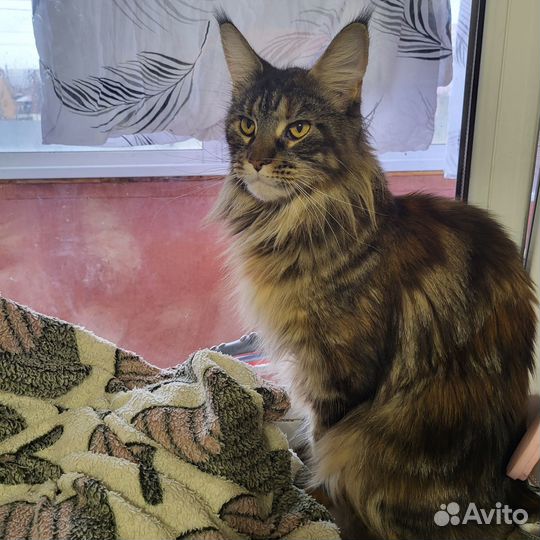Кошечка Мейн кун
