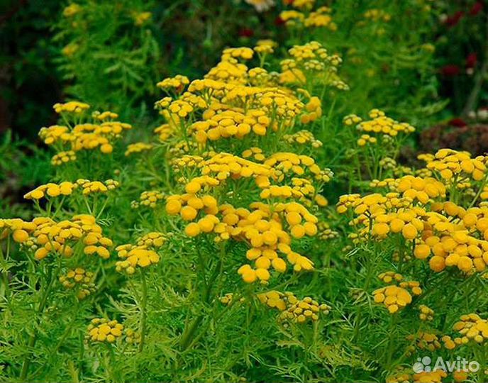 Травы лекарственные