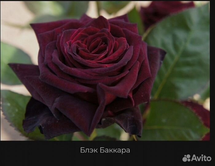Саженцы роз