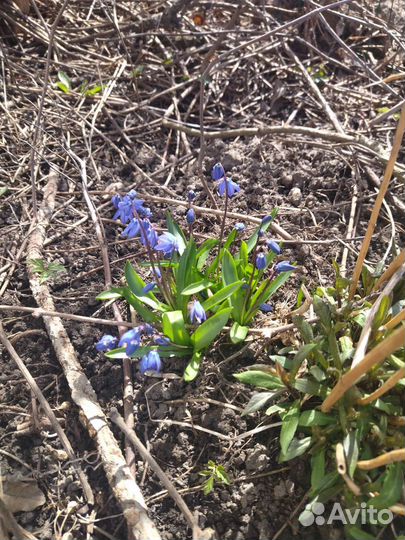 Живучка ползучая