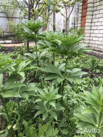 Лилии луковицы