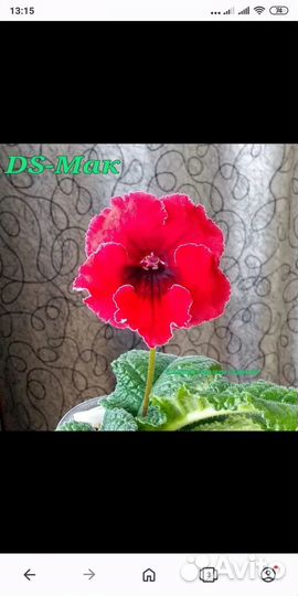 Стрептокарпусы почтой