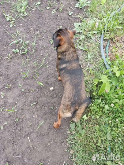 Пти брабансон