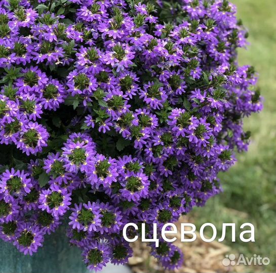 Акалифа, лисий хвост, цветы новинки, редкие сорта