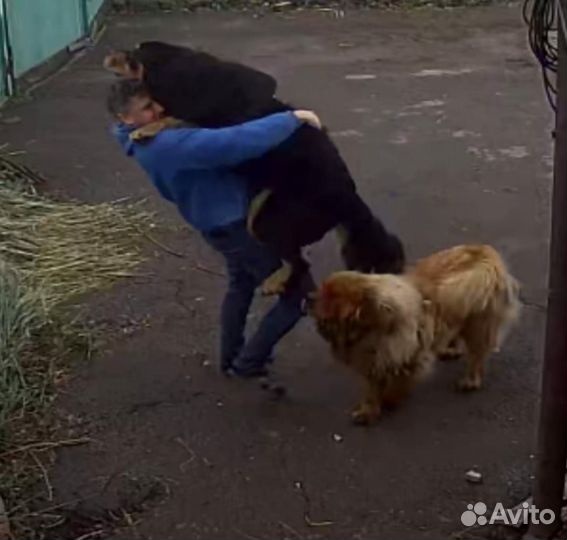 Тибетский мастиф вязка