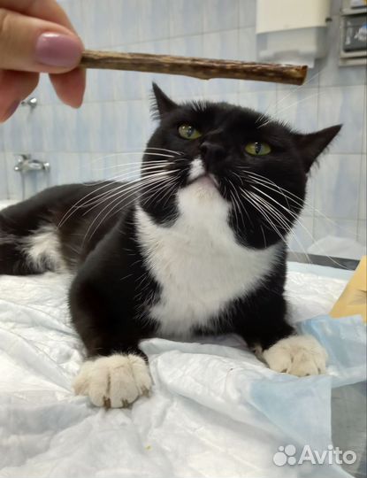 Лучший кот в добрые руки