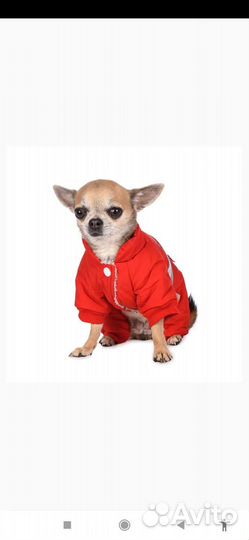 Комбинезон для маленькой собаки XS