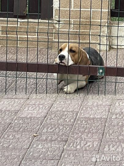 Кобель вязка бигль