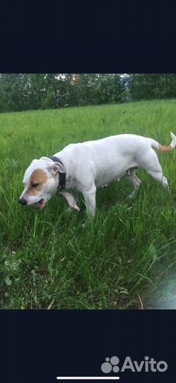 Питбуль в добрые руки