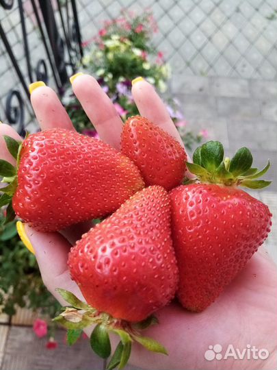 Саженцы клубники (садовой земляники) сорт Мальвина