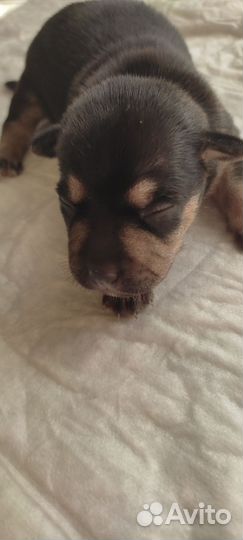 Той-терьер щенки