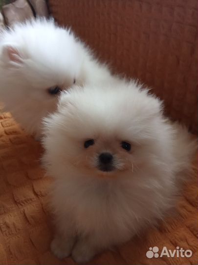 Померанский шпиц