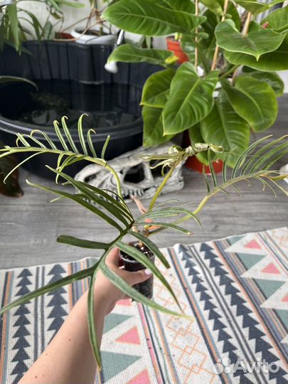 Филодендрон в ассортименте