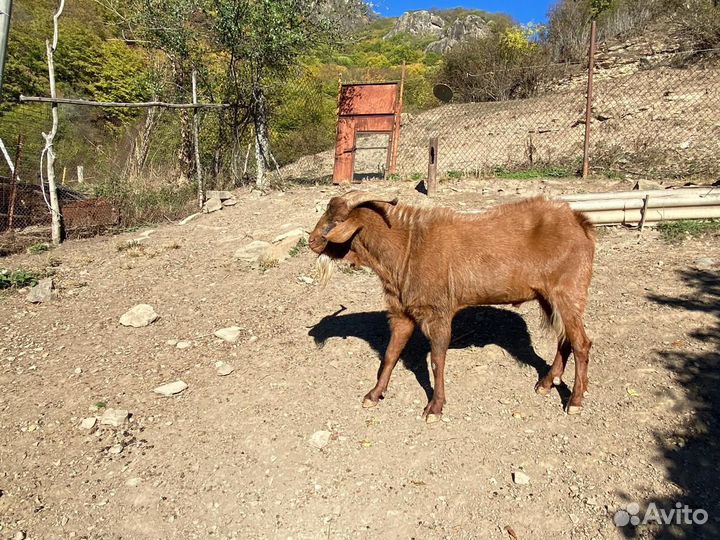 Нубийский козел