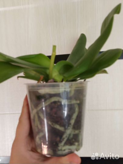 Ароматная орхидея Лиодоро с горшком)