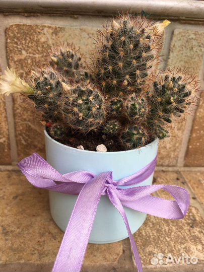 Цветы комнатные