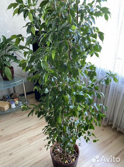 Фикус бенджамина