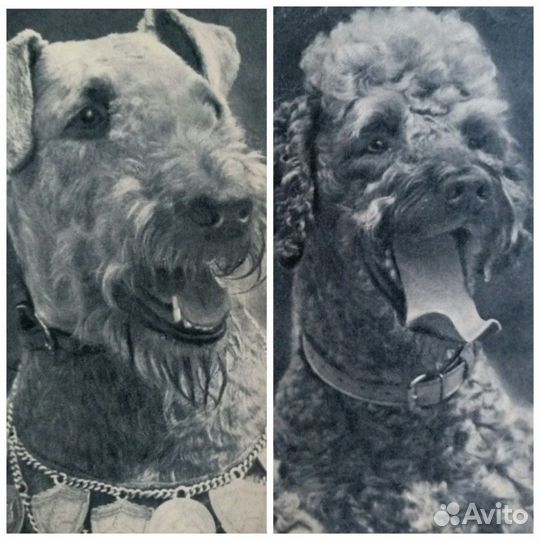 Открытки - собаки СССР