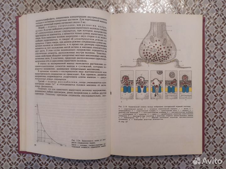 Физиология человека, В.М. Покровский