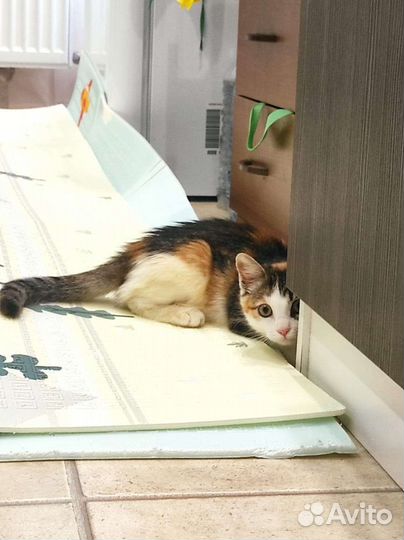 Кошки бесплатно