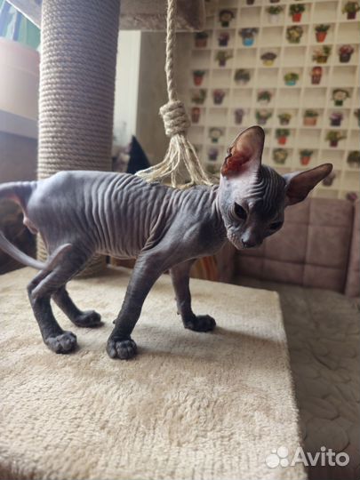Донской сфинкс котёнок