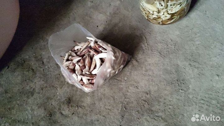 Клыки волка