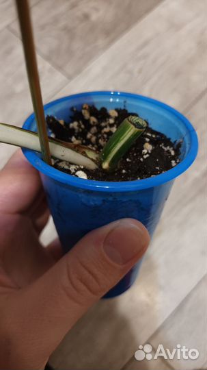 Монстера альба