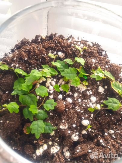 Фикус в вазе