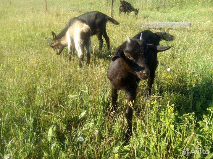 Козел, козлята