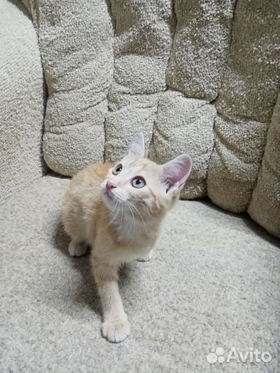 Ищем дом Рыжуле