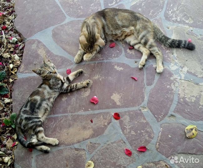 Котята бенгал и британка