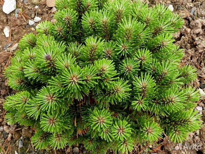 Сосна горная